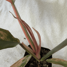 Philodendron Caramel Marble plant with variegated leaves in a 4-inch pot, showcasing rich caramel and mint tones.