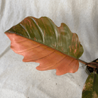 Philodendron Caramel Marble plant displaying variegated leaf colors in a 4-inch pot