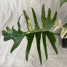 Hybrid Philodendron Florida Beauty x Tortum leaf with dissected structure and variegation