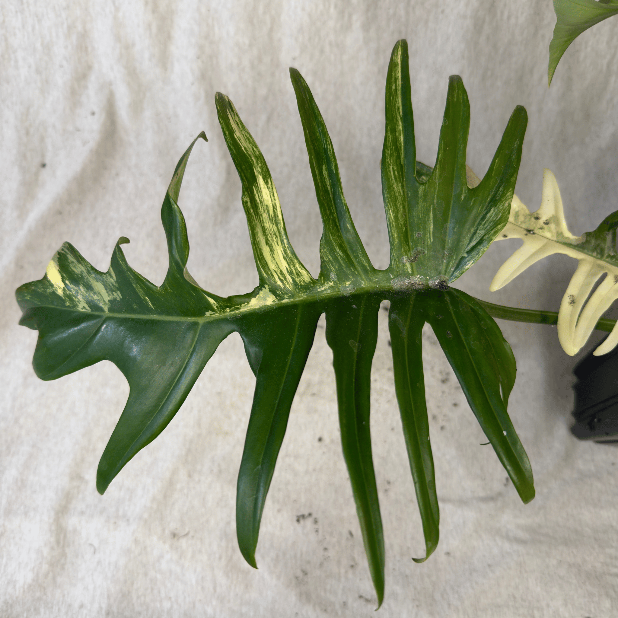Hybrid Philodendron Florida Beauty x Tortum leaf with dissected structure and variegation