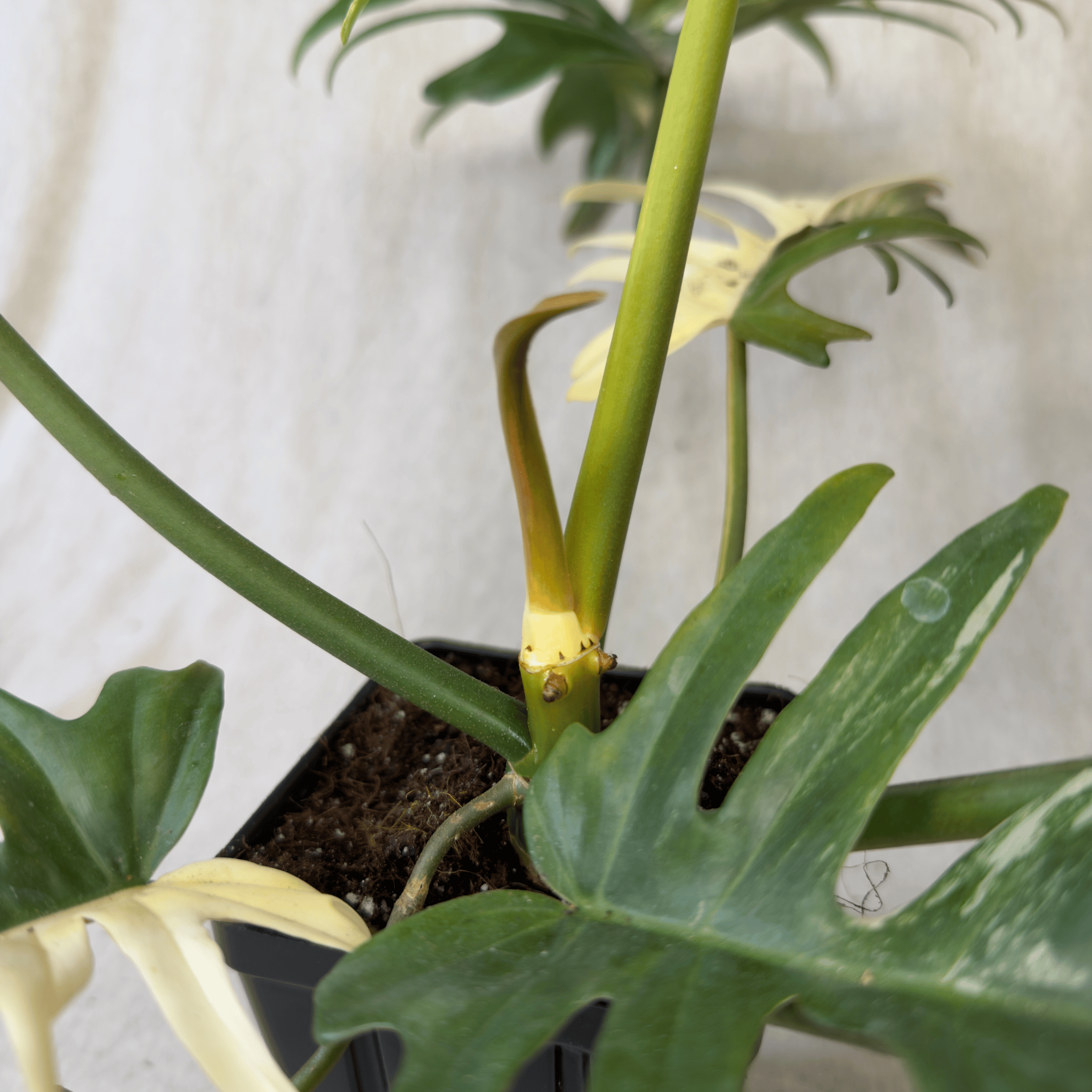 Philodendron Florida Beauty x Tortum - Exact Plant with variegated leaves and lace-like structure in a pot.