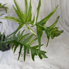 Philodendron Florida Beauty x Tortum - Exact Plant with variegated dissected leaves, showcasing unique architectural leaf shapes.