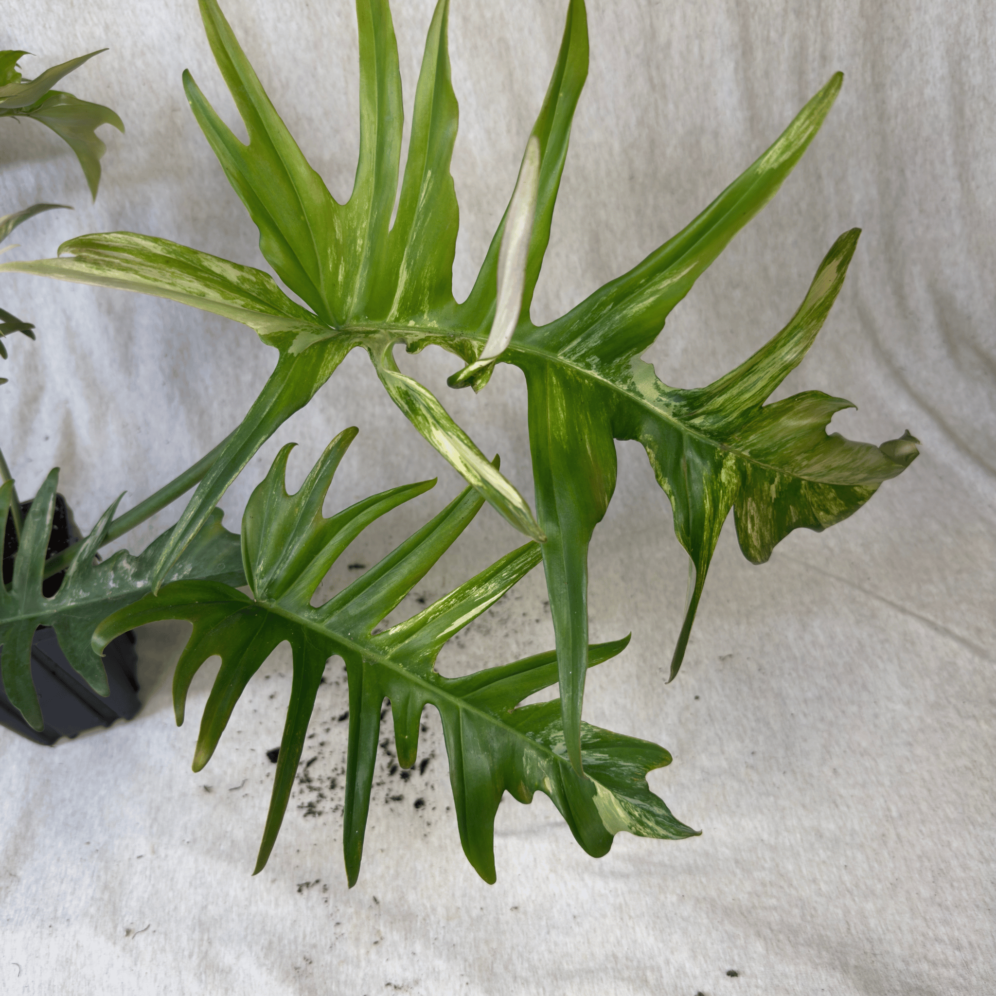 Philodendron Florida Beauty x Tortum - Exact Plant with variegated dissected leaves, showcasing unique architectural leaf shapes.