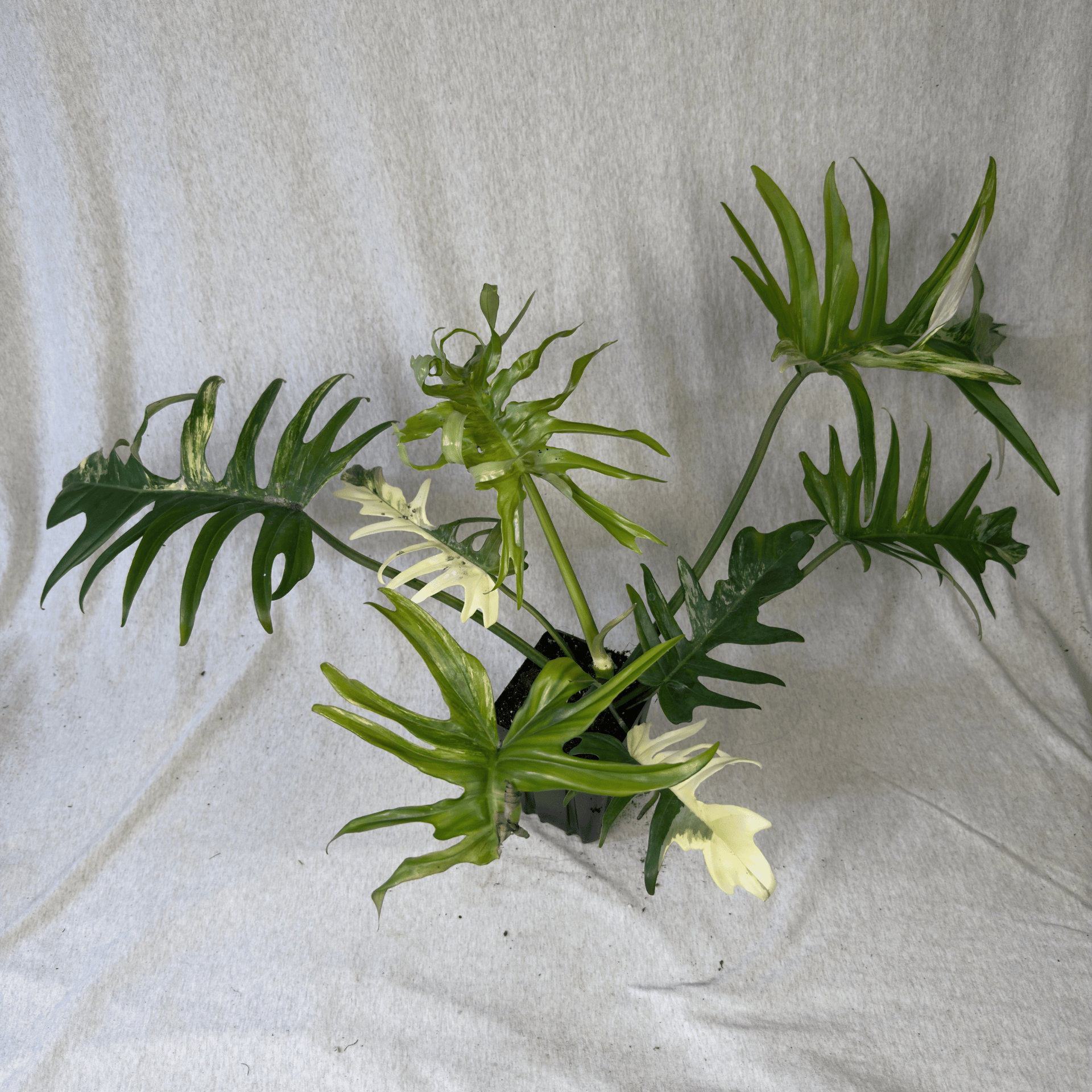 Philodendron Florida Beauty x Tortum Hybrid Plant – FGMN Nursery
