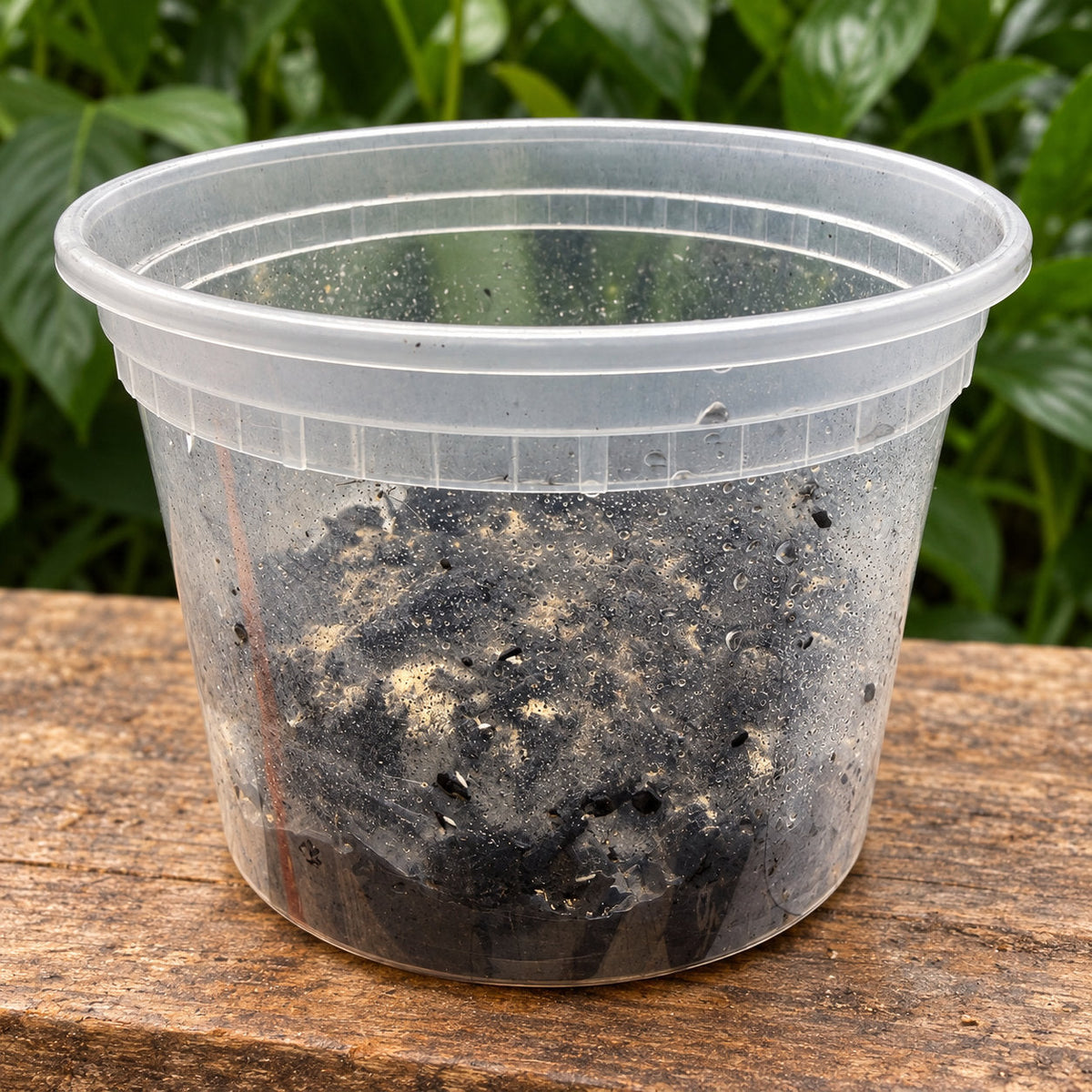 A clear 8 oz container of live springtail culture on a wooden bench, the black plaster slab and pale yeast visible through the side.